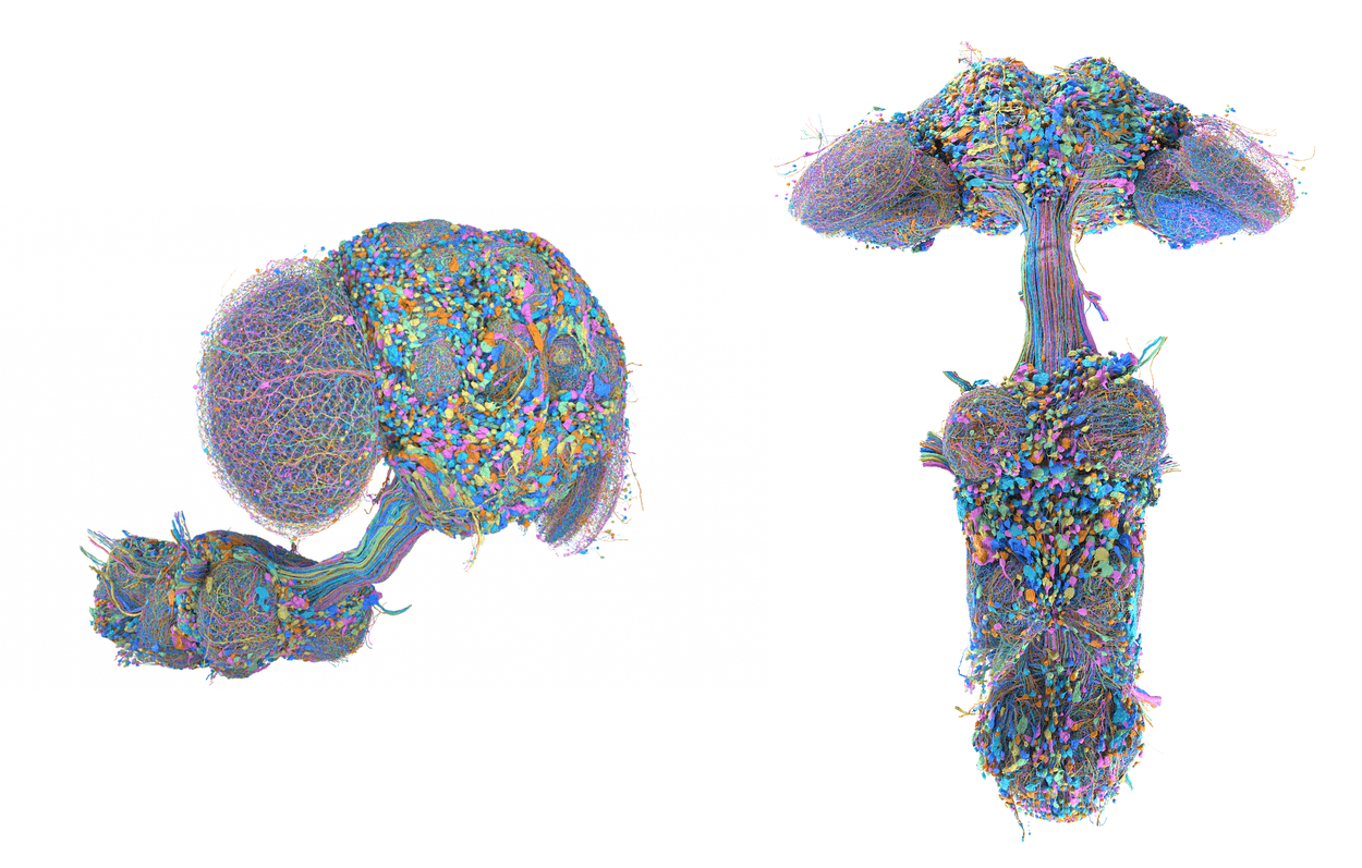 Male fruit fly brain map