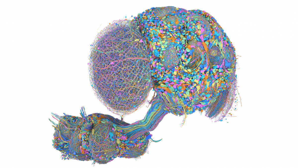 Close-up of the same supplied brain map, showing colorful bundles of neural connections
